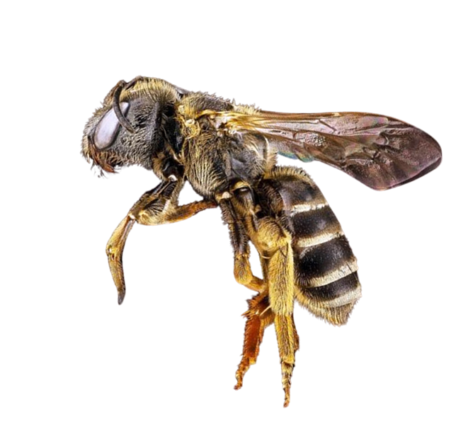 Photo Abeille page contact