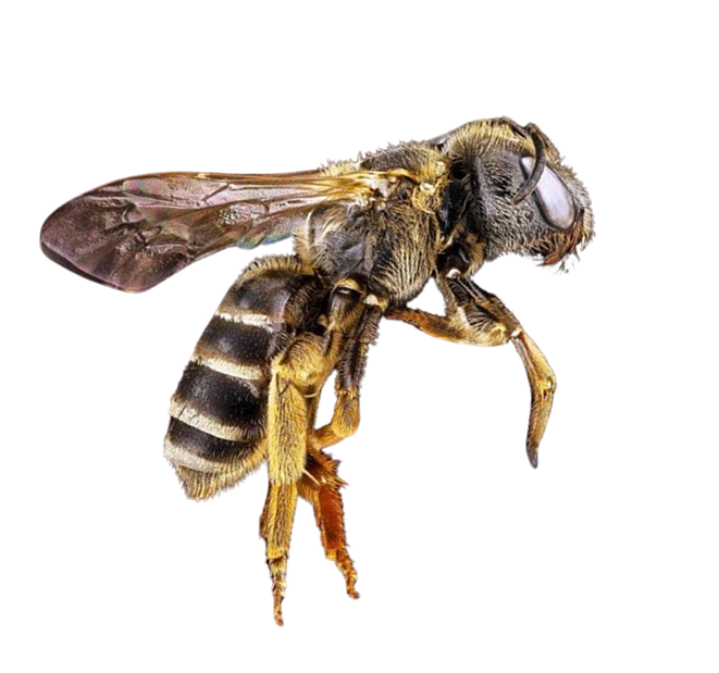 Image Abeille