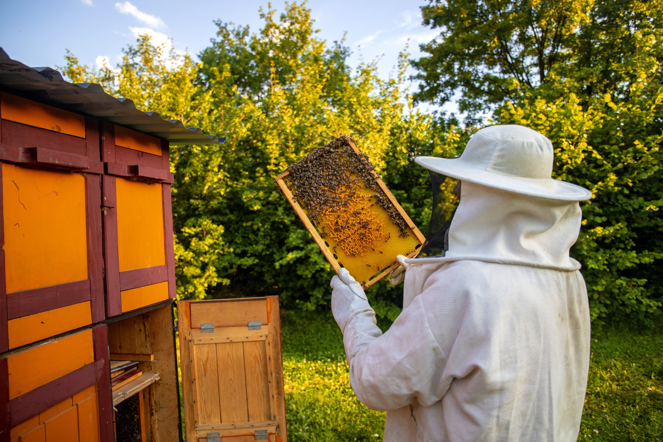 Apiculture à Breteuil