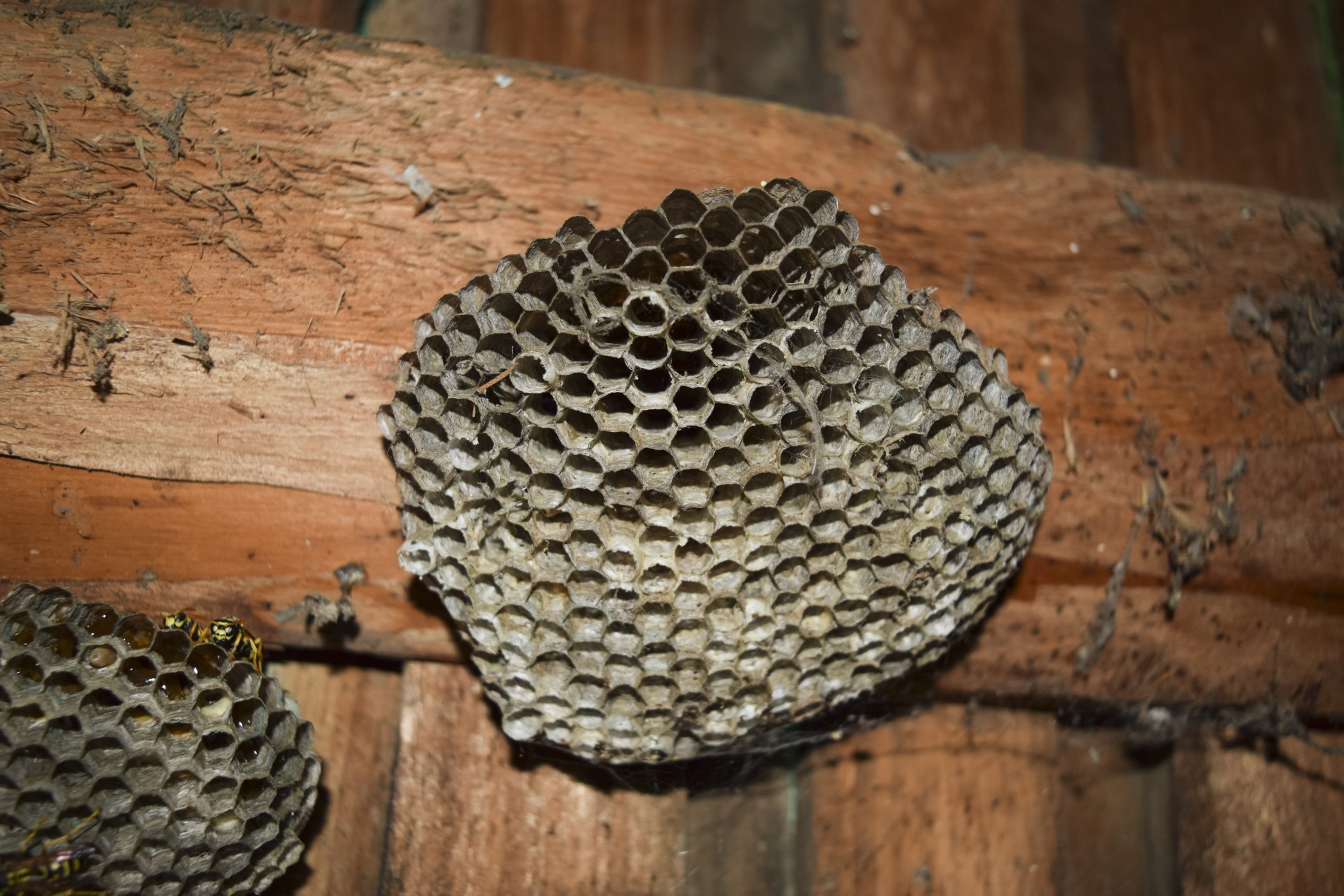 Entreprise d'apiculture à Breteuil