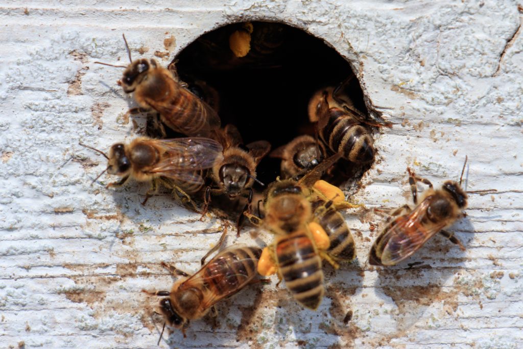 protection des abeilles à Breteuil