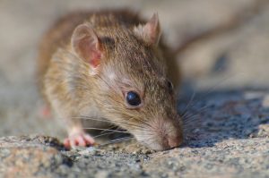 urgence rats à Compiègne