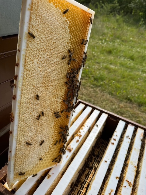 Entreprise d'apiculture à Breteuil